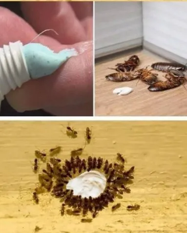 Put This in Your House for 1 Hour, and You Will Never See Flies, Mosquitoes, or Cockroaches Again.