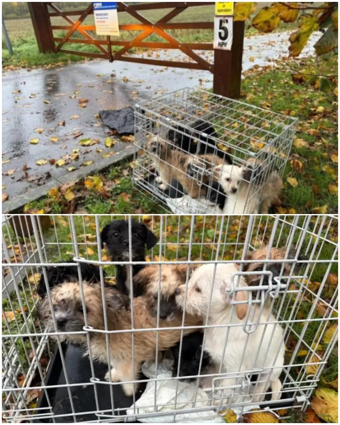 Seven Tiny Souls, One Stormy Morning: The Rescue of Abandoned Puppies. 3786