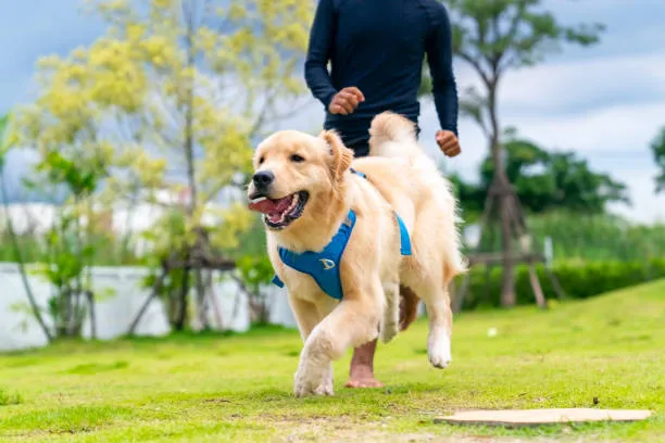 A Vet Reveals the Daily Essentials Every Dog Needs for a Happier Life