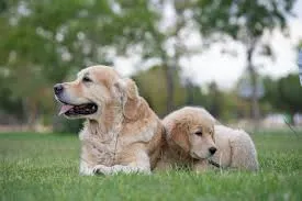 Love the Golden Retriever Personality but Not the Size? These Breeds Deliver the Same Heart