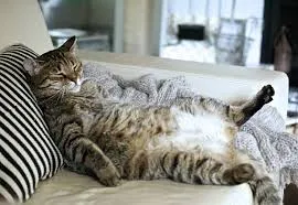 Couple Leaves Home for One Night—What Their Cat Did Alone Left Them Completely Stunned
