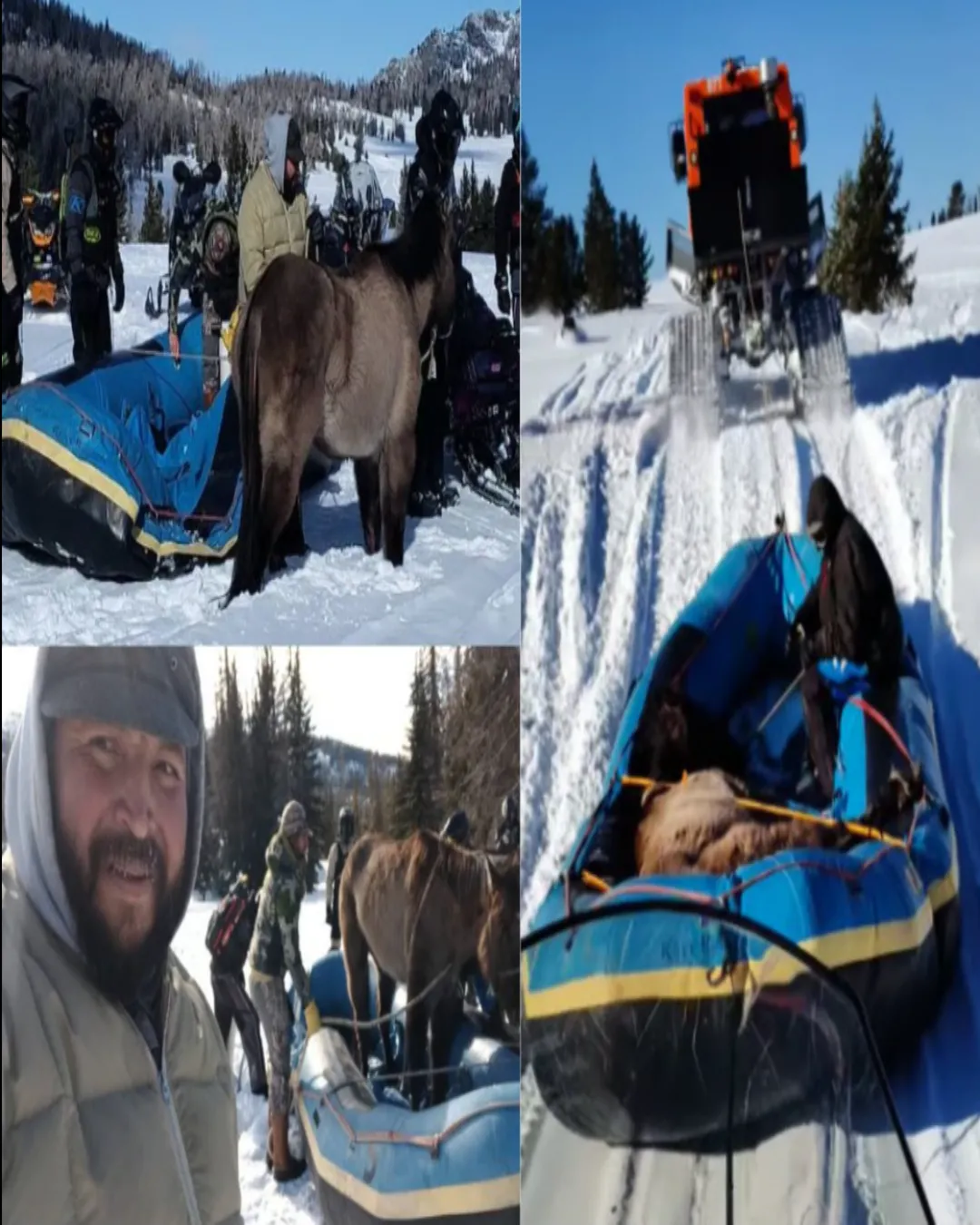 The horse who waited in the snow for seven months and proved that hope can survive even the cruelest winter 5447