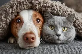 Rescue Cat Meets Dog Despite Warnings—The 12-Hour Update Left Everyone Emotional