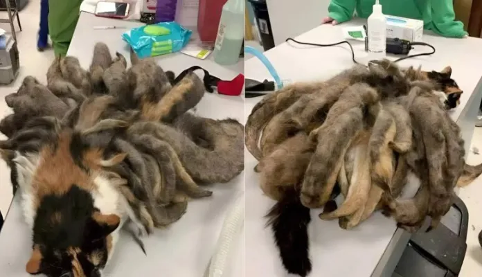 When a mysterious call led to a shocking discovery, no one could have imagined what they would find