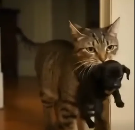 KAT. Cat Brings Puppies Home, Then Police Arrive!