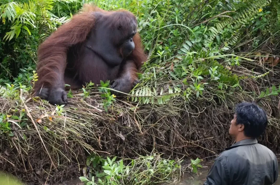 Mceclip2 1761125257 Q80