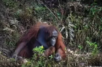 Mceclip3 1761125280 Q80