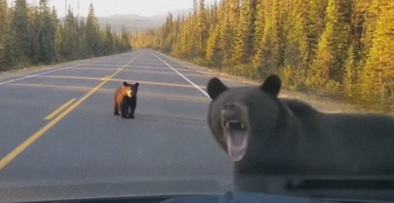 Mceclip5 1761182454 Q80