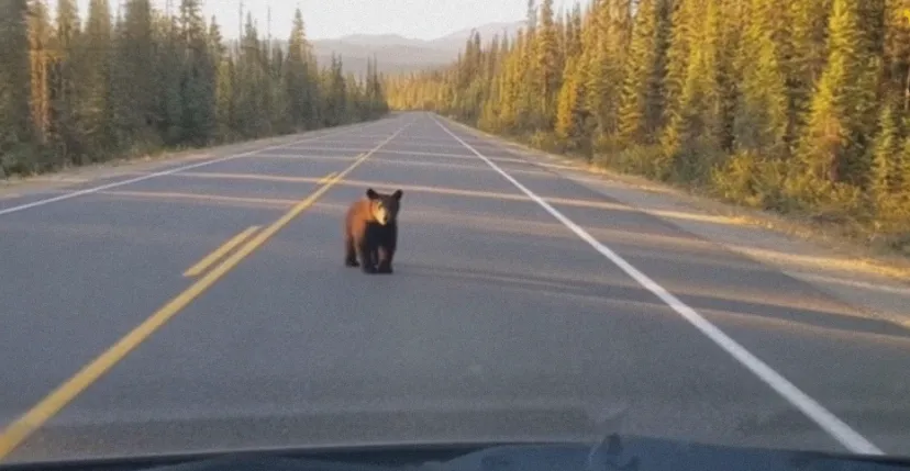 Mceclip6 1761182462 Q80