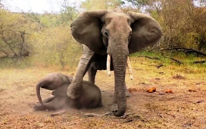 Mceclip33 1761537523 Q80