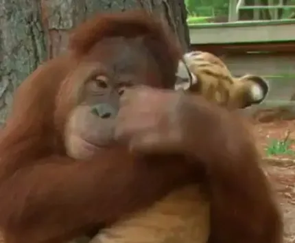 Mceclip0 1763036476 Q80