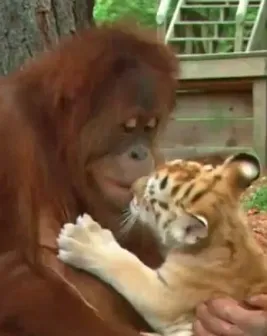 Mceclip1 1763036477 Q80