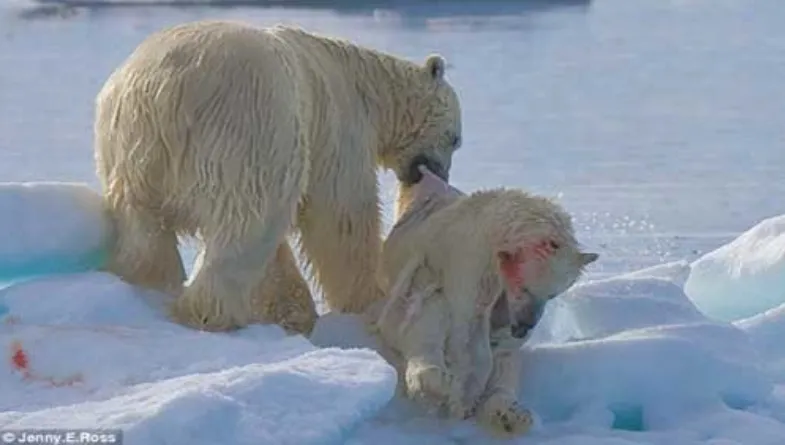 Mceclip33 1764035747 Q80