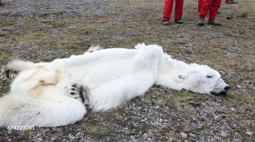 Mceclip41 1764036403 Q80