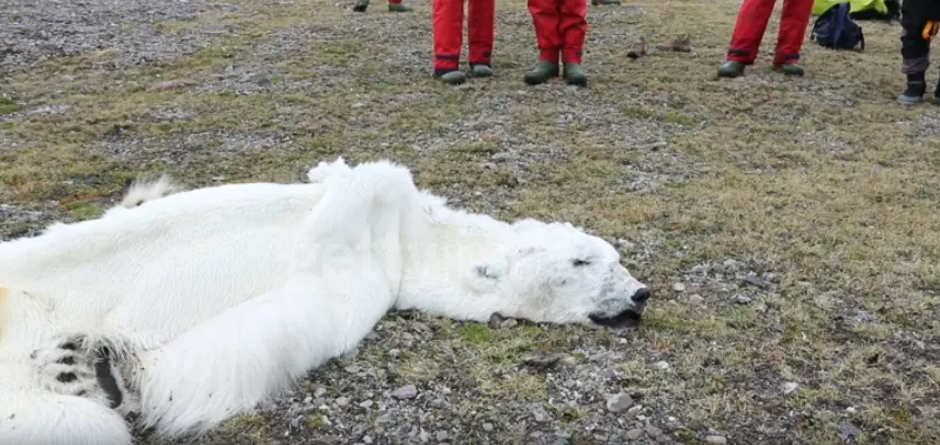 Mceclip43 1764036431 Q80