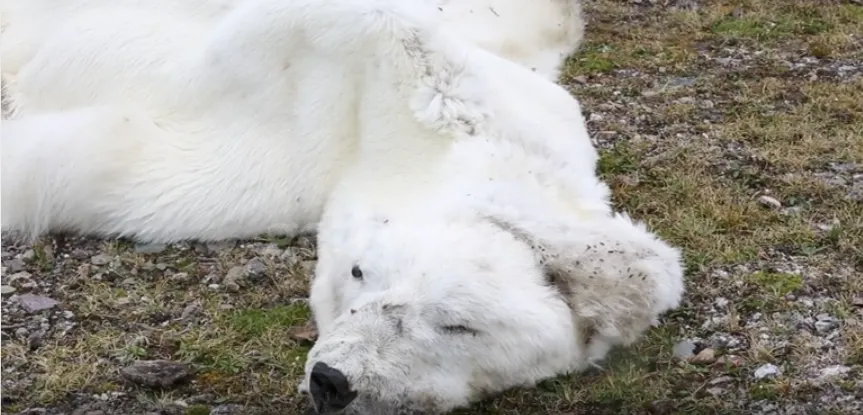 Mceclip44 1764036453 Q80