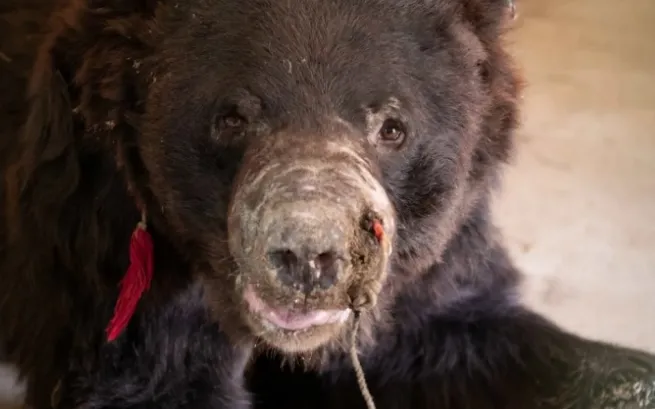 Mceclip55 1764560057 Q80