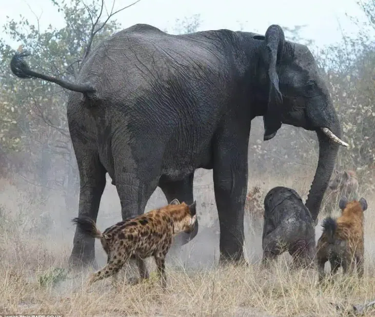 Mceclip48 1764921266 Q80