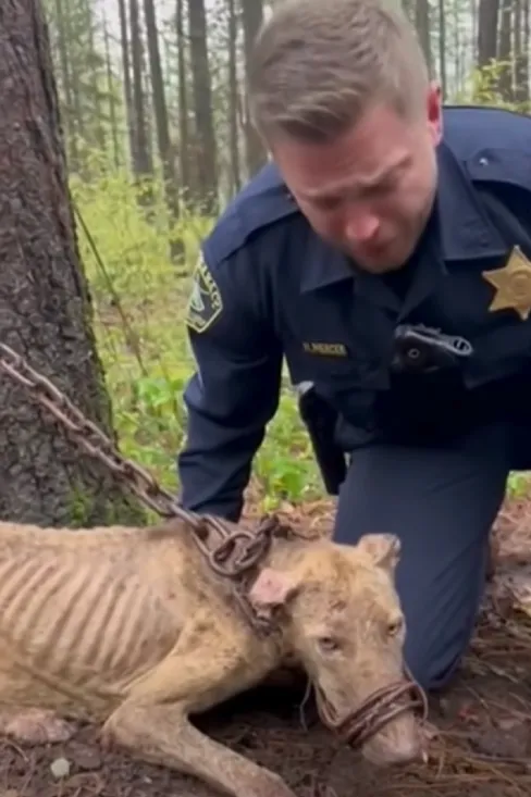 Officer Bennett had seen cruelty before, but nothing like this. A hiker’s tip led him three miles into the forest, where he found a dog emaciated, chained to a pine tree, pacing until he could barely stand. The dog hadn’t barked for help because his mouth was wired shut with rusty baling wire, cutting into his skin. With trembling hands, Bennett clipped the wire. Survivor, as the dog would be named, didn’t lash out in fear. He leaned his head against Bennett’s chest, finally heard, finally safe. Mceclip87 1764920338 Q80