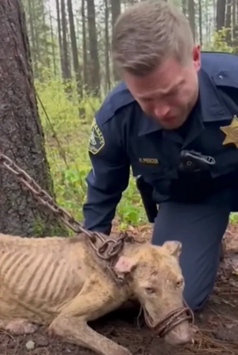 Officer Bennett had seen cruelty before, but nothing like this. A hiker’s tip led him three miles into the forest, where he found a dog emaciated, chained to a pine tree, pacing until he could barely stand. The dog hadn’t barked for help because his mouth was wired shut with rusty baling wire, cutting into his skin. With trembling hands, Bennett clipped the wire. Survivor, as the dog would be named, didn’t lash out in fear. He leaned his head against Bennett’s chest, finally heard, finally safe. Mceclip88 1764920344 Q80