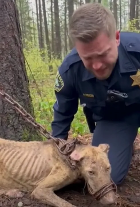 Officer Bennett had seen cruelty before, but nothing like this. A hiker’s tip led him three miles into the forest, where he found a dog emaciated, chained to a pine tree, pacing until he could barely stand. The dog hadn’t barked for help because his mouth was wired shut with rusty baling wire, cutting into his skin. With trembling hands, Bennett clipped the wire. Survivor, as the dog would be named, didn’t lash out in fear. He leaned his head against Bennett’s chest, finally heard, finally safe. Mceclip89 1764920352 Q80