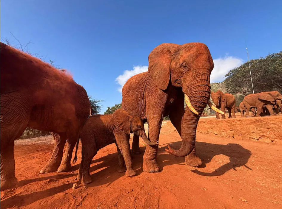 Mceclip91 1766730295 Q80