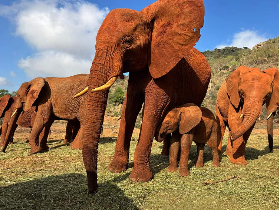 Mceclip95 1766730337 Q80