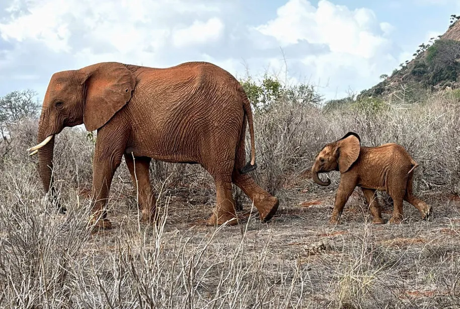 Mceclip96 1766730347 Q80